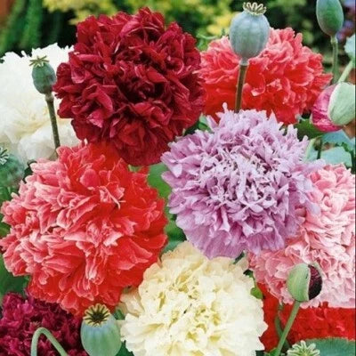 Bulk , Organic Seeds Mixed Colors Peony Poppy Doubles Seed Mix For Planting â€“ Heirloom, Non-GMO seeds for planting in home garden â€“ heirloom, non-GMO variety