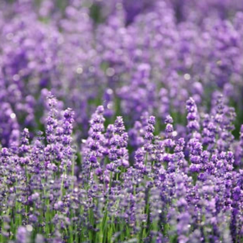 English Lavender Herb Seeds for Planting Beautiful, Fragrant, and Hardy Herb Heirloom, Non-GMO, Drought-Tolerant, Perennial seeds for planting in home garden – heirloom, non-GMO variety