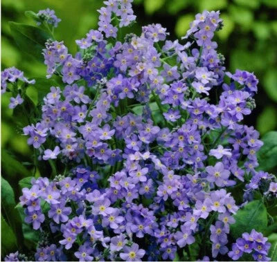 Forget Me Nots ULTRAMARINE DWARF Biennial Perennial BLUE USA Non-GMO – Heirloom seeds for planting in home garden – heirloom, non-GMO variety