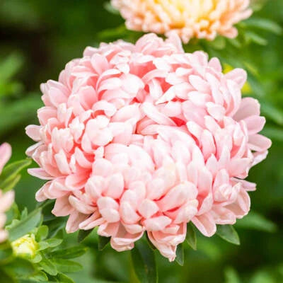 Peony Paeony Duchess Apricot Aster Seeds for Planting Non-GMO – Heirloom seeds for planting in home garden – heirloom, non-GMO variety