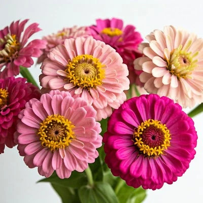 Butterfly Zinnia Flower Seed Mix Shades of Pink Pollinator Seeds for Planting Free Ship – Heirloom, Non-GMO, Easy to Grow, Annual Blooms seeds for planting in home garden – heirloom, non-GMO variety
