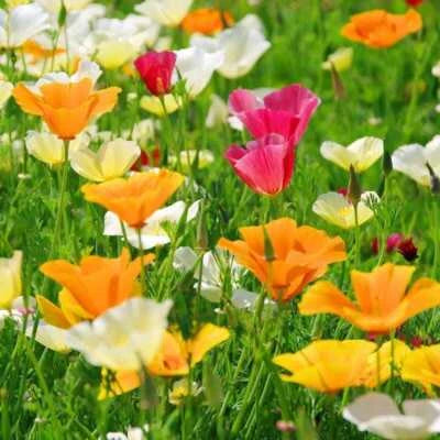 California Poppy Seed Mix, California State Flower, Multiple Colors, FREE SHIP â€“ Heirloom, Non-GMO seeds for planting in home garden â€“ heirloom, non-GMO variety