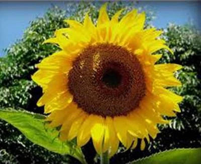 SUNFLOWER, MAMMOTH RUSSIAN, NEWLY HARVESTED, - Foot Tall – Heirloom, Non-GMO seeds for planting in home garden – heirloom, non-GMO variety