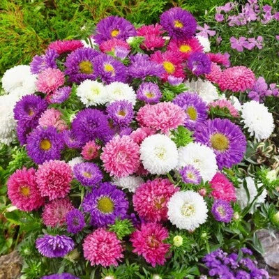 Aster DWARF COLOUR CARPET Mix Low Grow Dwarf Double Compact Non-GMO â€“ Heirloom seeds for planting in home garden â€“ heirloom, non-GMO variety