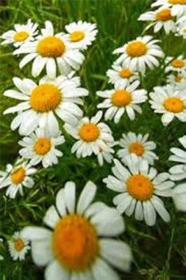 German Chamomile Seed, Heirloom, NON-GMO, seeds for planting in home garden – heirloom, non-GMO variety