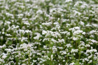 Buckwheat Seeds for Planting, Cover Crop, Fast Growing, Soil Health Improver Heirloom, Non-GMO seeds for planting in home garden – heirloom, non-GMO variety