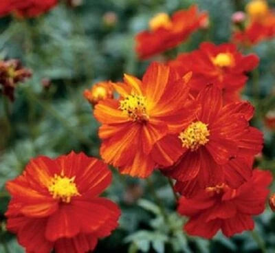 Cosmos Dwarf Red Sulphur Seeds for Planting Ct Flower Cosmos SULPHUREUS USA ANNUAL Bees – Heirloom, Non-GMO seeds for planting in home garden – heirloom, non-GMO variety