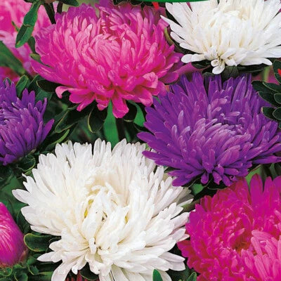 Giants Of California Aster Seeds for Planting Non-GMO Seed Store – Heirloom seeds for planting in home garden – heirloom, non-GMO variety
