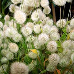Grass Tails Bunnys Ornamentals Excellent Soft Furry Flower Heads Mg – Heirloom, Non-GMO seeds for planting in home garden – heirloom, non-GMO variety