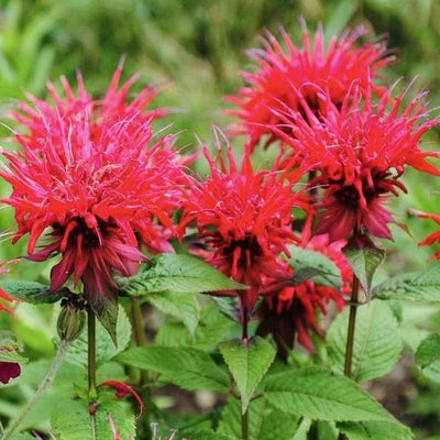 Bee Balm SCARLET Red Monarda Didyma Seeds for Planting - Perennial Hummingbirds Non-GMO â€“ Heirloom seeds for planting in home garden â€“ heirloom, non-GMO variety