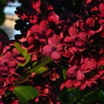 Red Lilac Seeds for Planting Tree Fragrant Perennial Flower Flowers Seed US SELLER â€“ Heirloom, Non-GMO seeds for planting in home garden â€“ heirloom, non-GMO variety