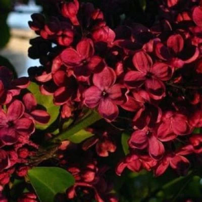 Red Lilac Seeds for Planting Tree Fragrant Perennial Flower Flowers Seed US SELLER â€“ Heirloom, Non-GMO seeds for planting in home garden â€“ heirloom, non-GMO variety