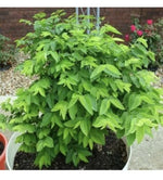 Hạt Rau Bồ Ngót Katuk Sweet Leaf Sauropus Androgynus Star Gooseberry – Heirloom, Non-GMO seeds for planting in home garden – heirloom, non-GMO variety