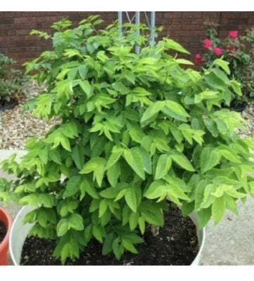 Hạt Rau Bồ Ngót Katuk Sweet Leaf Sauropus Androgynus Star Gooseberry – Heirloom, Non-GMO seeds for planting in home garden – heirloom, non-GMO variety