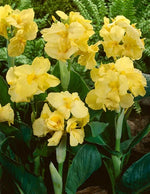 Canna Lily Starters Futurity Canna - Arizona Grown From Seed – Heirloom, Non-GMO seeds for planting in home garden – heirloom, non-GMO variety