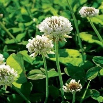 Perennial White Dutch Clover Seed lbs - Lawn, Erosion, Food Plots, Ground – Heirloom, Non-GMO seeds for planting in home garden – heirloom, non-GMO variety