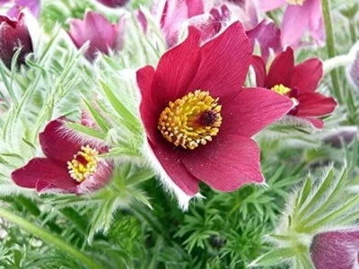 Pulsatilla Red Anemones Pasques Cloak Vulgaris Flowers Shades Perennial – Heirloom, Non-GMO seeds for planting in home garden – heirloom, non-GMO variety