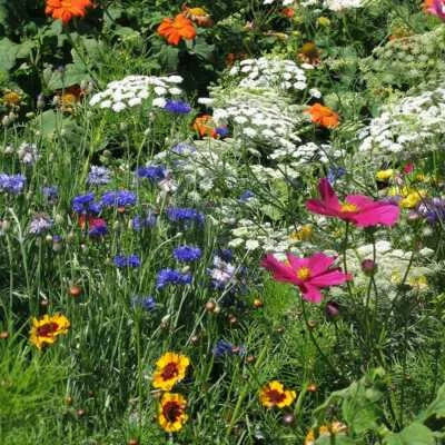 Wildflower Mix DROUGHT RESISTANT Species Dry Area Flowers Non-GMO â€“ Heirloom seeds for planting in home garden â€“ heirloom, non-GMO variety