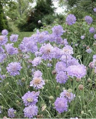 Pincushion Scabiosa Violet NJ USA See My Store for MORE – Heirloom, Non-GMO seeds for planting in home garden – heirloom, non-GMO variety