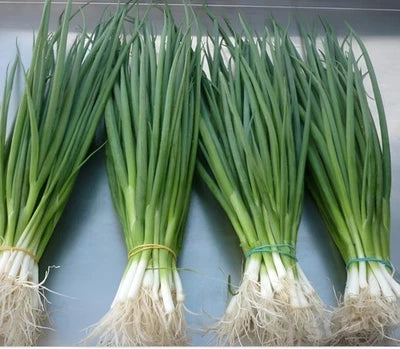 Heirloom White Lisbon Bunching Onion Scallion Seeds for Planting Non GMO Organic, Non-GMO seeds for planting in home garden â€“ heirloom, non-GMO variety