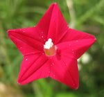 CARDINAL CLIMBER SEEDS HUMMINGBIRD VINE RARE FLOWER BLOOMS USA â€“ Heirloom, Non-GMO seeds for planting in home garden â€“ heirloom, non-GMO variety