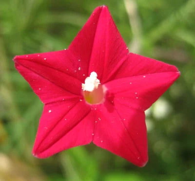 CARDINAL CLIMBER SEEDS HUMMINGBIRD VINE RARE FLOWER BLOOMS USA â€“ Heirloom, Non-GMO seeds for planting in home garden â€“ heirloom, non-GMO variety