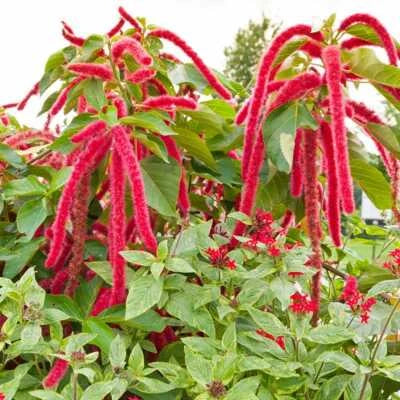 Amaranth LOVE LIES BLEEDING Tassel Flower Callaloo RED Non-GMO Edible â€“ Heirloom, Edible Flowers and Leaves seeds for planting in home garden â€“ heirloom, non-GMO variety