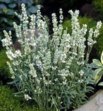 Lavender Lavandulas Ellagance Fragrant Iced White Flowers Herbs Family – Heirloom, Non-GMO, Drought-Tolerant, Perennial seeds for planting in home garden – heirloom, non-GMO variety