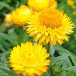 Golden Yellow Strawflower Seeds for Planting Non-GMO Seed Store – Heirloom seeds for planting in home garden – heirloom, non-GMO variety