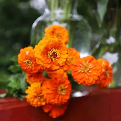 Zinnia Seeds for Planting Queeny Pure Orange Cut Flower – Heirloom, Non-GMO, Easy to Grow, Annual Blooms seeds for planting in home garden – heirloom, non-GMO variety