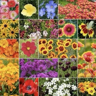 Dry Area Wildflower Seed Mix - AnnualPerennial Mix, Attracts Pollinators – Heirloom, Non-GMO seeds for planting in home garden – heirloom, non-GMO variety