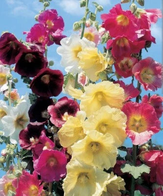 Summer Mix Hollyhock Seeds for Planting Mountain Grown Homegrown No Chemical No Fertilizer – Heirloom, Non-GMO seeds for planting in home garden – heirloom, non-GMO variety