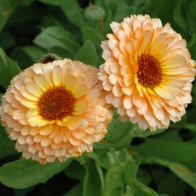 Pink Surprise Calendula Seeds for Planting Heirloom Edible Flowers , Non-GMO, Edible Flowers and Leaves seeds for planting in home garden – heirloom, non-GMO variety