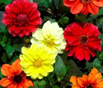 Dahlias Mary Bloodys Annual Beautiful Mixtures Of Double & Semi Flowers – Heirloom, Non-GMO seeds for planting in home garden – heirloom, non-GMO variety