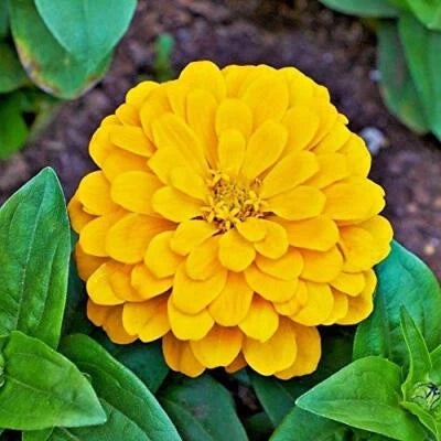 Canary Bird Zinnia Seeds for Planting Giant Yellow Flowers Heirloom Non-GMO , Easy to Grow, Annual Blooms seeds for planting in home garden – heirloom, non-GMO variety
