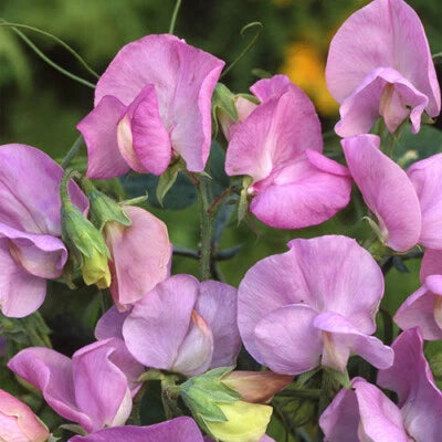 Royal Lavender Sweet Pea Seeds for Planting PinkPurple Flowers – Heirloom, Non-GMO, Drought-Tolerant, Perennial, Fragrant, Climbing Annual seeds for planting in home garden – heirloom, non-GMO variety