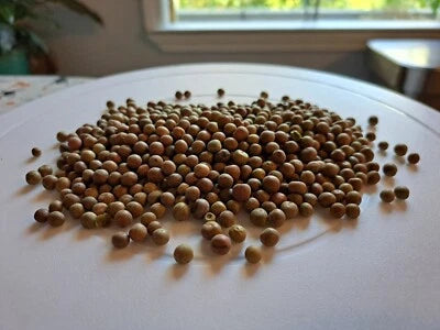 Austrian Winter Pea (Pisum sativum) - Nitrogen-Fixing Cover Crop Seeds for Planting - ½ pound – Heirloom, Non-GMO, Fragrant, Climbing Annual seeds for planting in home garden – heirloom, non-GMO variety