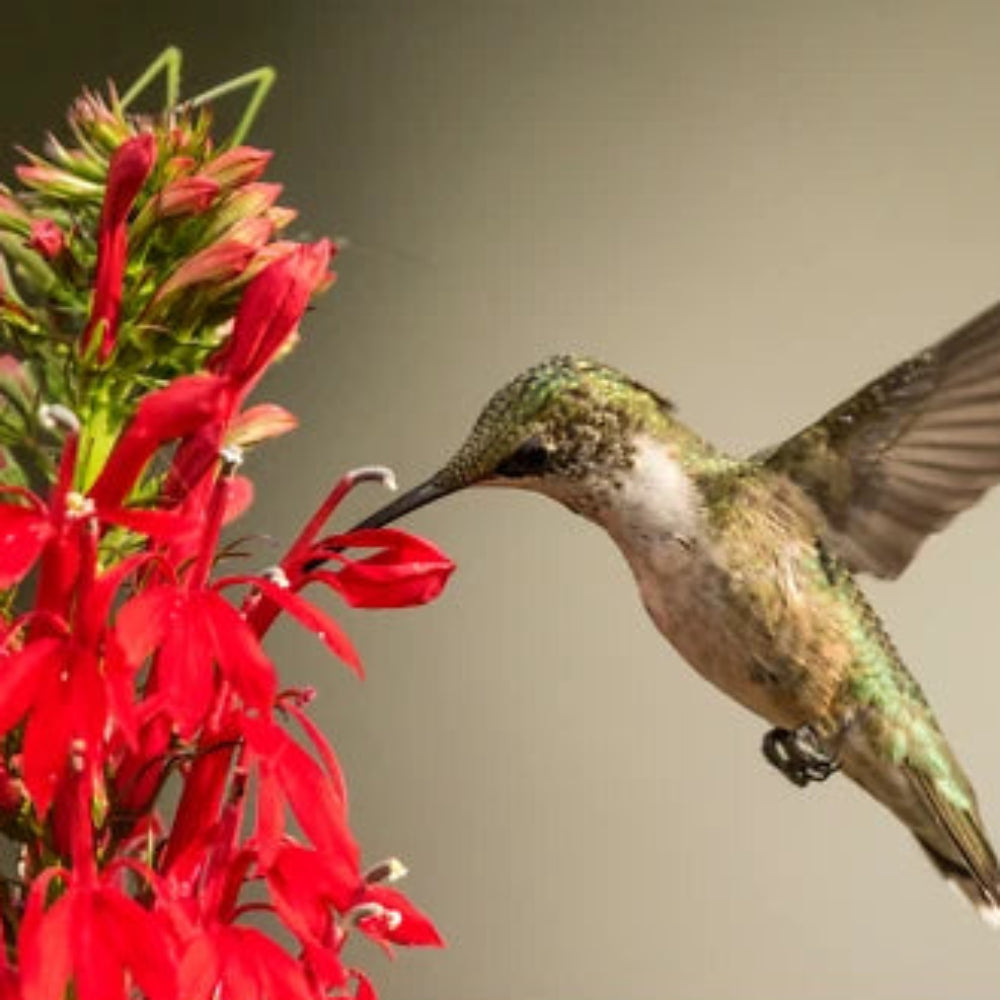 Cardinal Flower Seeds for Planting, Lobelia cardinalis, Hummingbird Attractor – Heirloom, Non-GMO seeds for planting in home garden – heirloom, non-GMO variety