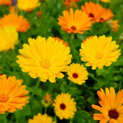 Fiesta Gitana Calendula Seeds for Planting Heirloom Edible Flowers , Non-GMO, Edible Flowers and Leaves seeds for planting in home garden – heirloom, non-GMO variety