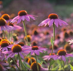 ECHINACEA PURPUREA SEEDS Purple Coneflower Native Perennial Harvested – Heirloom, Non-GMO, Perennial, Pollinator-Friendly seeds for planting in home garden – heirloom, non-GMO variety