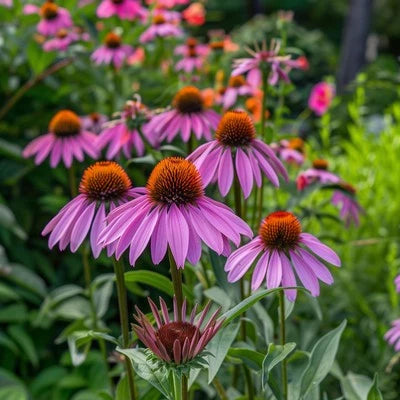 Echinacea Seeds for Planting, Purple Coneflower, Non-GMO, Attracts Bees Heirloom, Perennial, Pollinator-Friendly seeds for planting in home garden – heirloom, non-GMO variety
