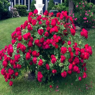 JAPANESE RED ROSE BUSH FLOWER SEEDS Rosa Rugosa Rubra Garden Hardy Flower Plant – Heirloom, Non-GMO seeds for planting in home garden – heirloom, non-GMO variety