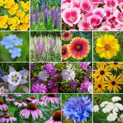 Deer Resistant Wildflower Seed Mix, Species, Variety Sizes Heirloom, Non-GMO seeds for planting in home garden â€“ heirloom, non-GMO variety