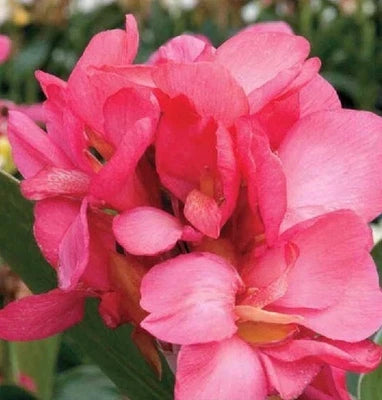Canna Lily Starters Queen Pink Canna - Arizona Grown From Seed – Heirloom, Non-GMO seeds for planting in home garden – heirloom, non-GMO variety