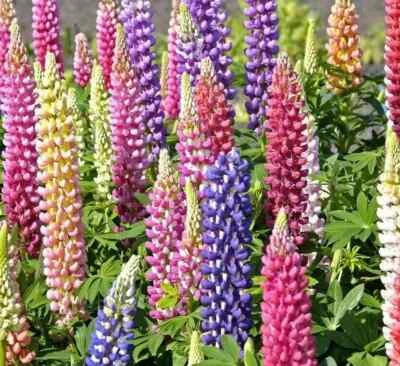 RUSSELL LUPINE FLOWER SEEDS mixed colors PERENNIAL garden – Heirloom, Non-GMO seeds for planting in home garden – heirloom, non-GMO variety