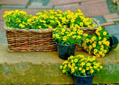 Creeping Zinnia Ground Cover Rock Garden Flower Seeds for Planting, BULK - â€“ Heirloom, Non-GMO, Easy to Grow, Annual Blooms seeds for planting in home garden â€“ heirloom, non-GMO variety