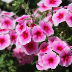 Brilliant Phlox Seeds for Planting - Flower Seeds for Planting – Heirloom, Non-GMO seeds for planting in home garden – heirloom, non-GMO variety