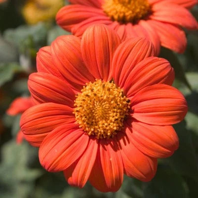 Mexican Sunflower Seeds for Planting, Orange, Tithonia, Attract Butterflies, Daisy-Like Bloom â€“ Heirloom, Non-GMO seeds for planting in home garden â€“ heirloom, non-GMO variety