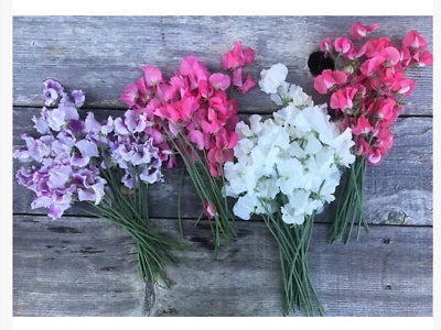 Winter Flowering Sweet Peas (short day )seeds For Christmas blooms – Heirloom, Non-GMO, Fragrant, Climbing Annual seeds for planting in home garden – heirloom, non-GMO variety