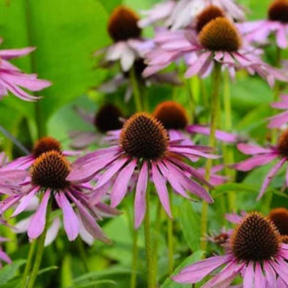 Purple Coneflower Echinacea Seeds for Planting Beautiful, Easy-to-Grow Heirloom, Non-GMO, Perennial, Pollinator-Friendly seeds for planting in home garden – heirloom, non-GMO variety